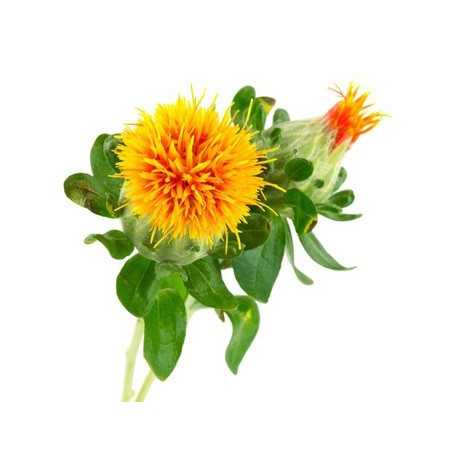 Safflower Carrier Oil